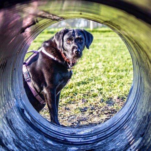 Scarpa enjoying the dog field 🐾 thank you Sarah for the lovely photo! #SecureDogField #DogWalksSouthCambs #DogWalksCambridge #Cambridge #Newton #HappyDogs