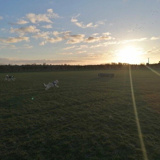 Thank you to Fay for the lovely photo! 🌞#DogWalksCambridge #SecureDogField #SecureDogFieldCambridge #DogWalking