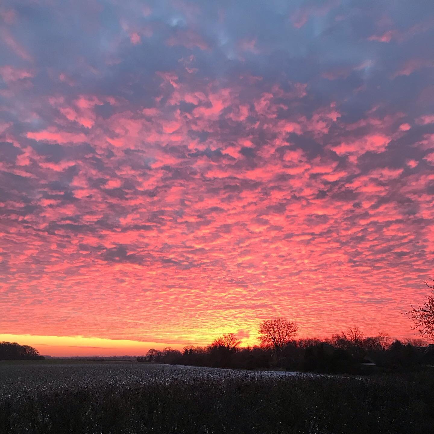 A beautiful and chilly morning here in Newton today! We hope that all the bookings today enjoy their walks 🦮🐕&zwj;🦺🌲❄️#NewtonCambridgeshire #Newton #NoFilter #SecureDogWalks #SecureDogField #DogWalksCambridge #DogWalksSouthCambs #Cold