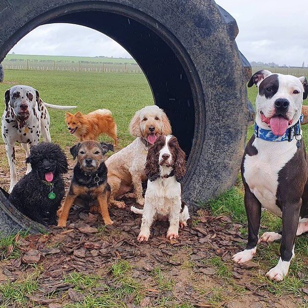 @odin_theamericanbulldog thank you for the photo! #DogWalk #🦮 #NewtonDogField #DogWalksSouthCambs