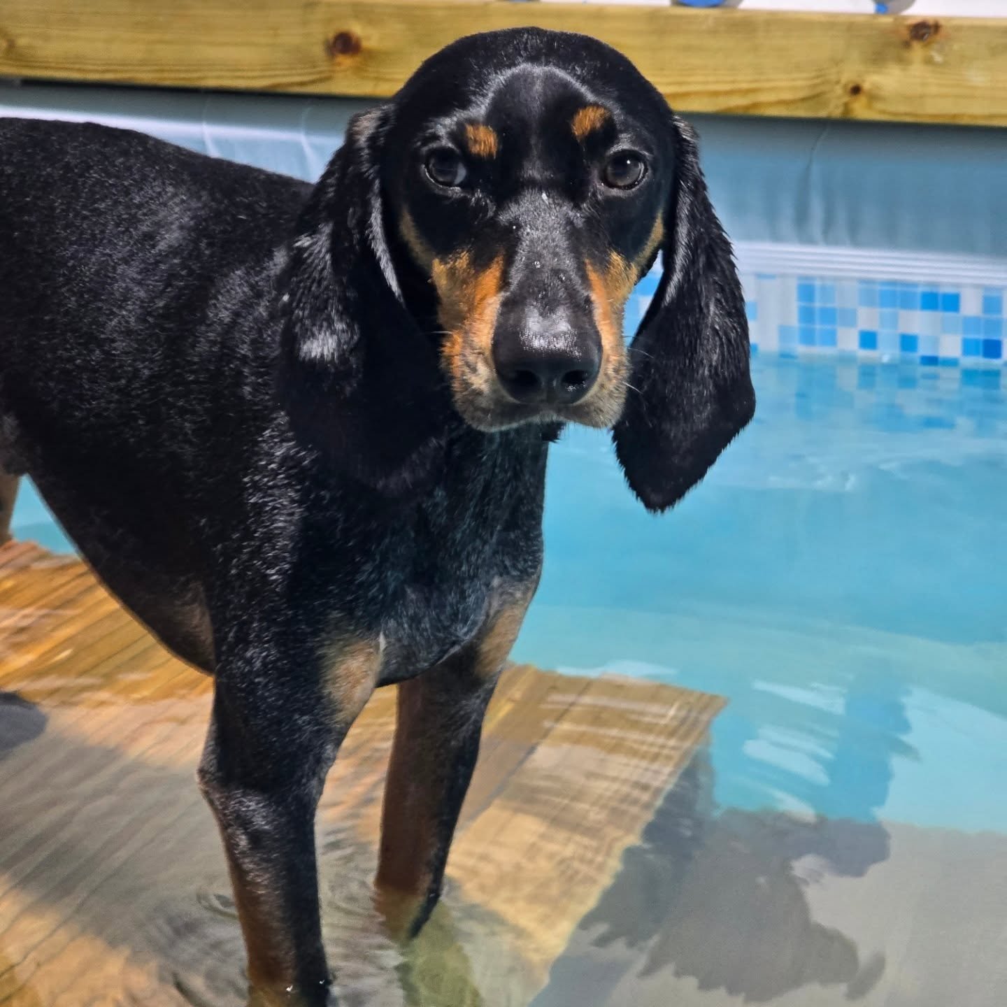 Sweet boy Merlin! Merlin has P.R.A so sadly loosing his sight but he's doing amazing with his swimming! Being a Cyprus rescue dog he's suffered some injuries and the swimming really helps with his exercise so it takes the pressure off his joints! Wel