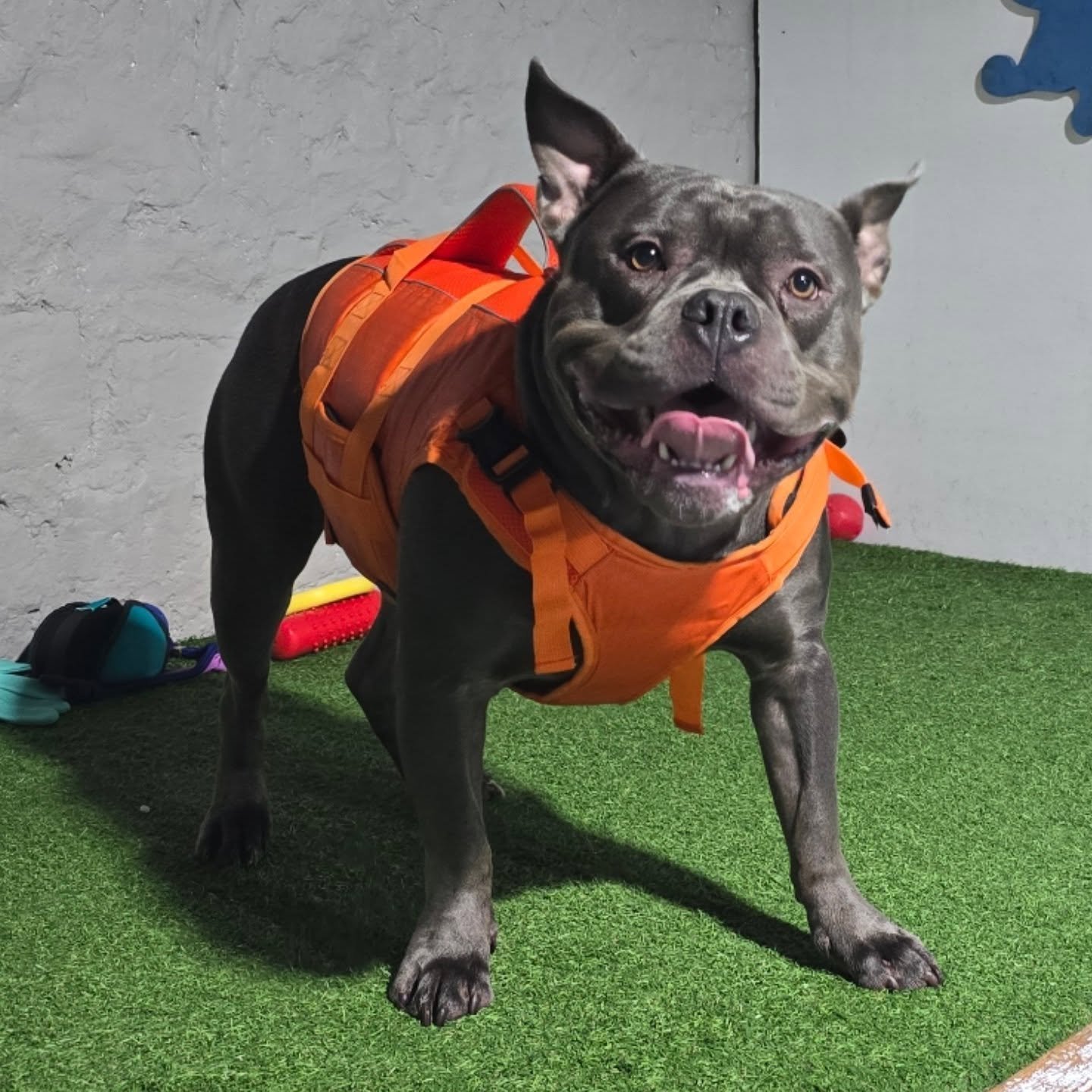 Blue the pocket bully! 2nd visit for Blue and my God what a change! His 1st session Blue didn't swim without assistance from his dad! This time after 1 assisted swim Blue just went for it! He had an absolute blast and his confidence has gone from str