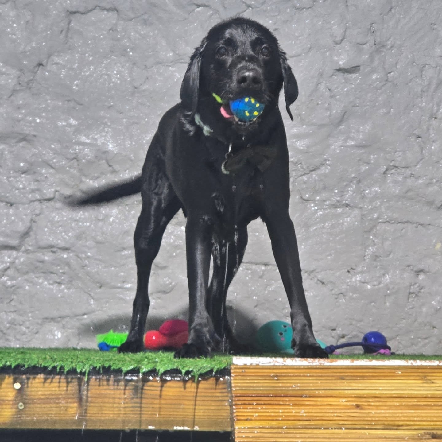 Benny the labrador! This lovely boy had his 1st session, he started off confused where he was but after being shown the water he soon got into the swing of things and had a really fun session! Well done Benny! #labrador #blacklabrador #labradorretrie