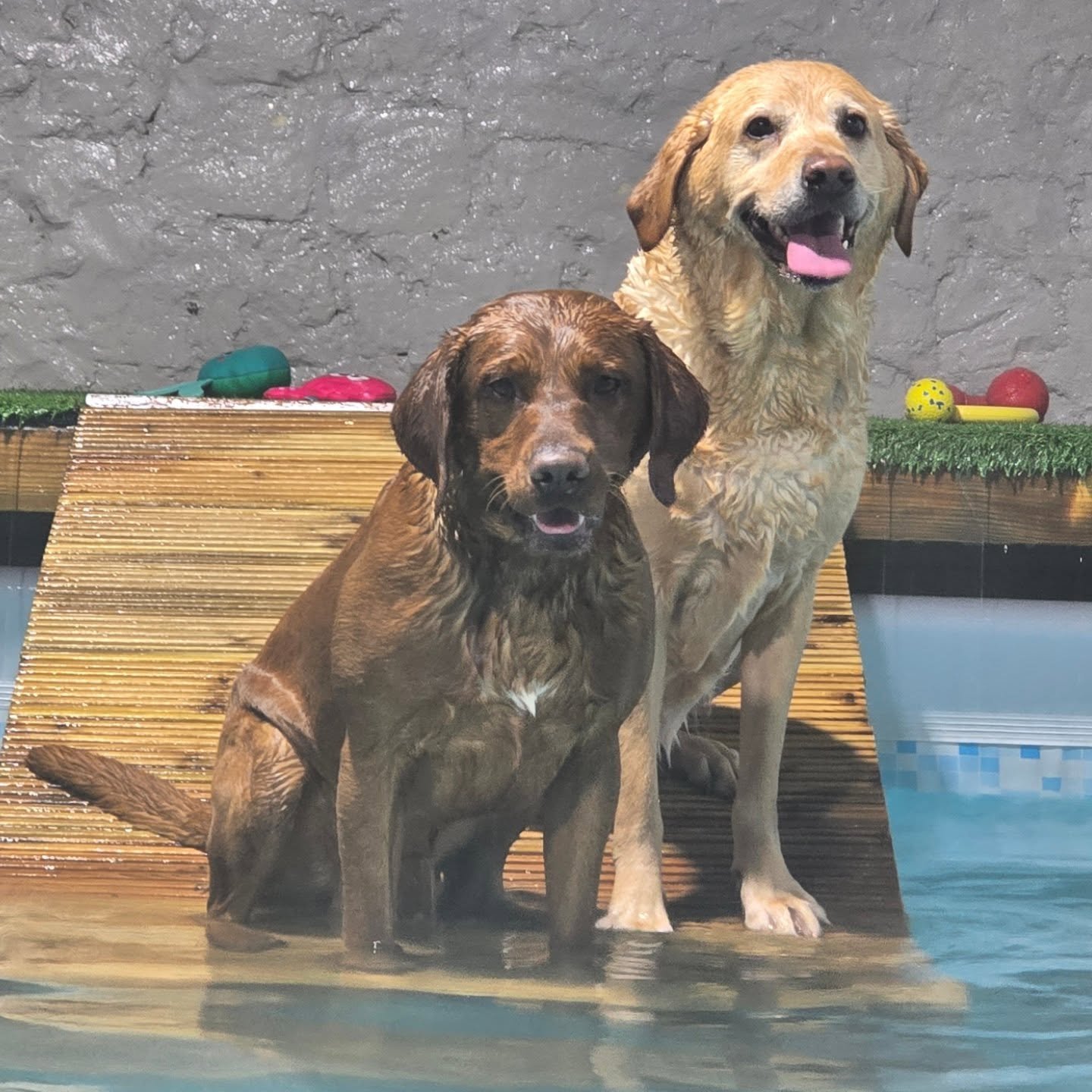 Percy &amp; Luna the labradors! 2nd visit and they were brilliant! Luna was so much more confident and did loads of swimming, Percy was also way more relaxed and got into big jumps within no time at all! Well done guys! #foxredlabrador #yellowlabador
