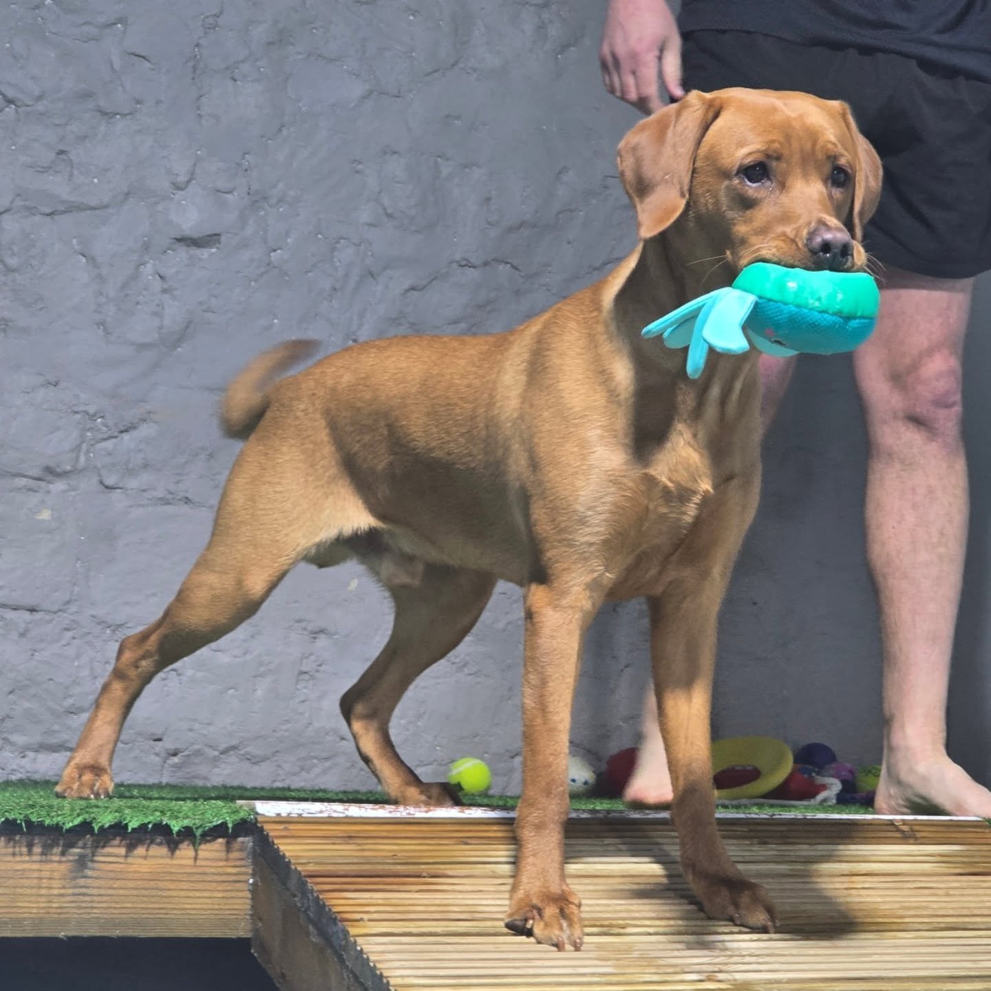 Ollie the fox red labrador! 2nd swim for this beautiful boy and he absolutely loves it! Always makes the most of his time in the pool retrieving the octopus toys which are his favourite! Well done Ollie! #foxredlabrador #labrador #labradorretriever #