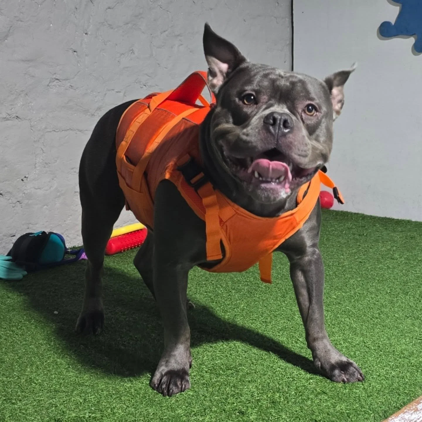 Blue the pocket bully! 2nd visit for Blue and my God what a change! His 1st session Blue didn't swim without assistance from his dad! This time after 1 assisted swim Blue just went for it! He had an absolute blast and his confidence has gone from str