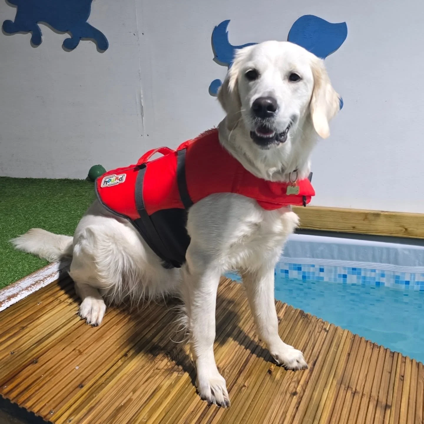 Nora the golden retriever! This Beautiful baby had her 1st swim and needed alittle guidance initially but ended the session with unassisted swims retrieving toys! Well done Nora! #goldenretriever #retrievers #dogpool #dogswimming #dogswimmingpool #ca