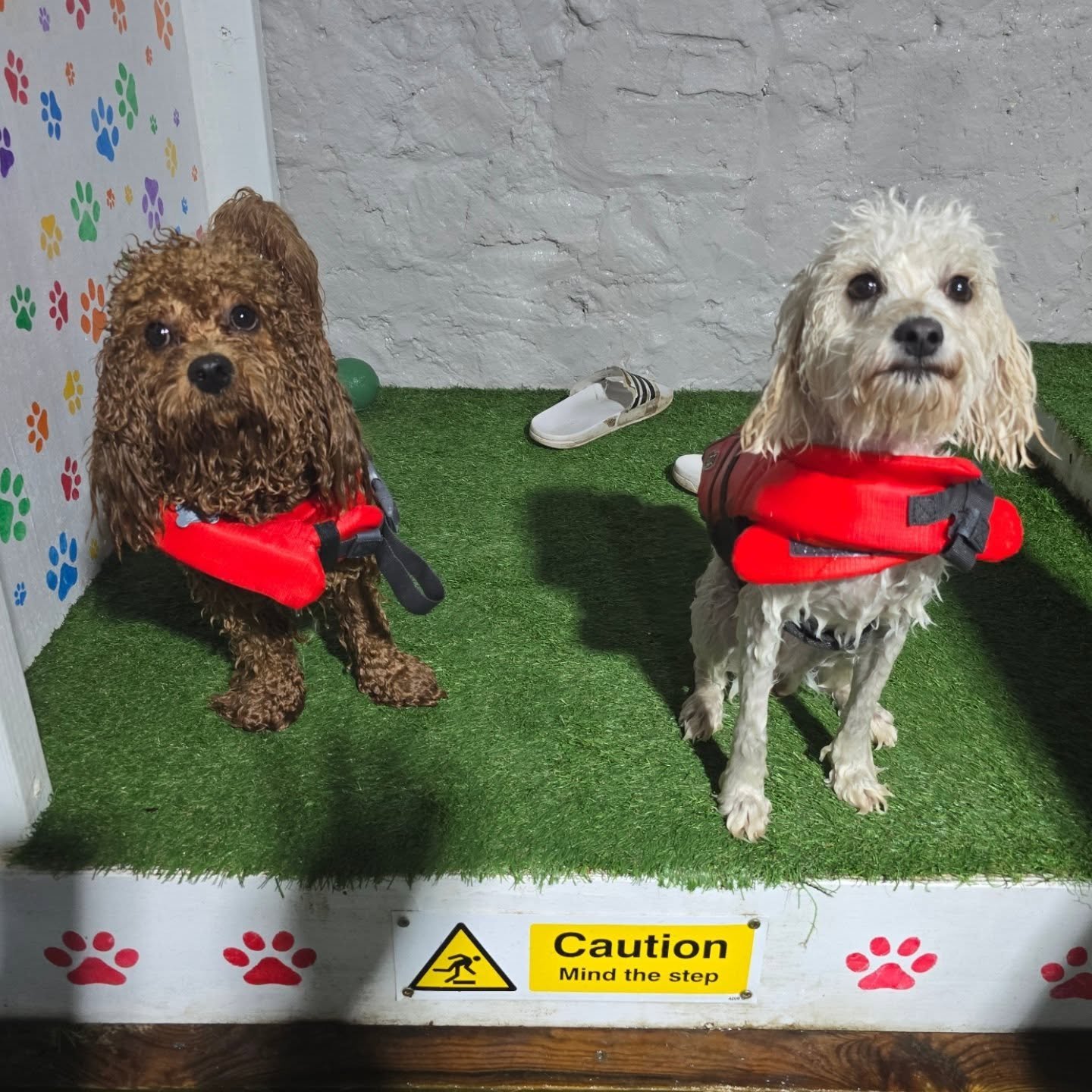 Dolly &amp; Barney cavapoo &amp; poochon! These 2 sweeties came for a birthday treat for Dolly! Both havent swam in a pool before and they did amazing! Confidence growing throughout the session! Really lovely to see! Well done and happy birthday Doll