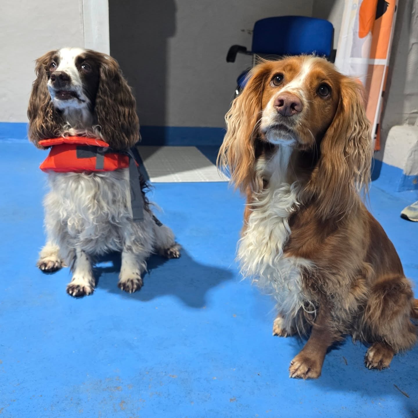 Thea brought her friend Daisy to try out some swimming! Such lovely girls, Thea is a regular and really enjoys herself in the pool, Daisy needed some encouragement and managed some really nice swimming ending her session retrieving a ball too! Well d