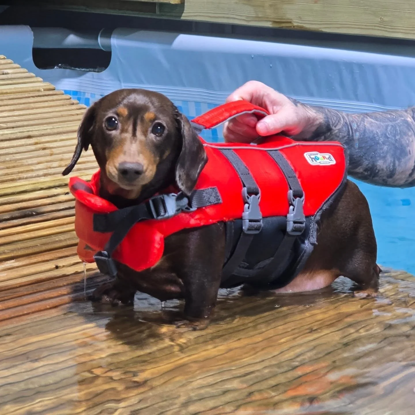 Roman the dachshund! This little cutie is an elderly boy and his owner was thinking swimming would be a good form of exercise for him due to him being alittle stubborn on dog walks! He did amazing today and swam lots! His owner was very pleased as we