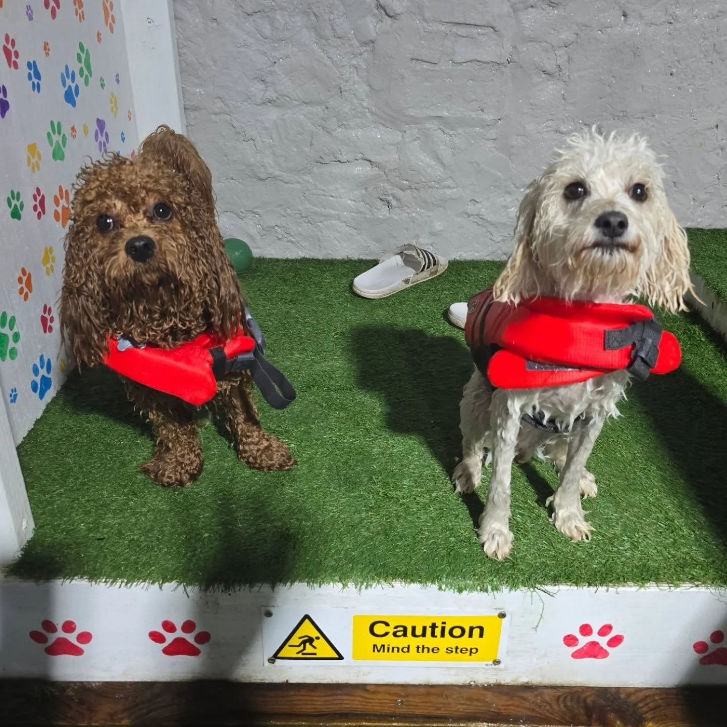 Dolly &amp; Barney cavapoo &amp; poochon! These 2 sweeties came for a birthday treat for Dolly! Both havent swam in a pool before and they did amazing! Confidence growing throughout the session! Really lovely to see! Well done and happy birthday Doll