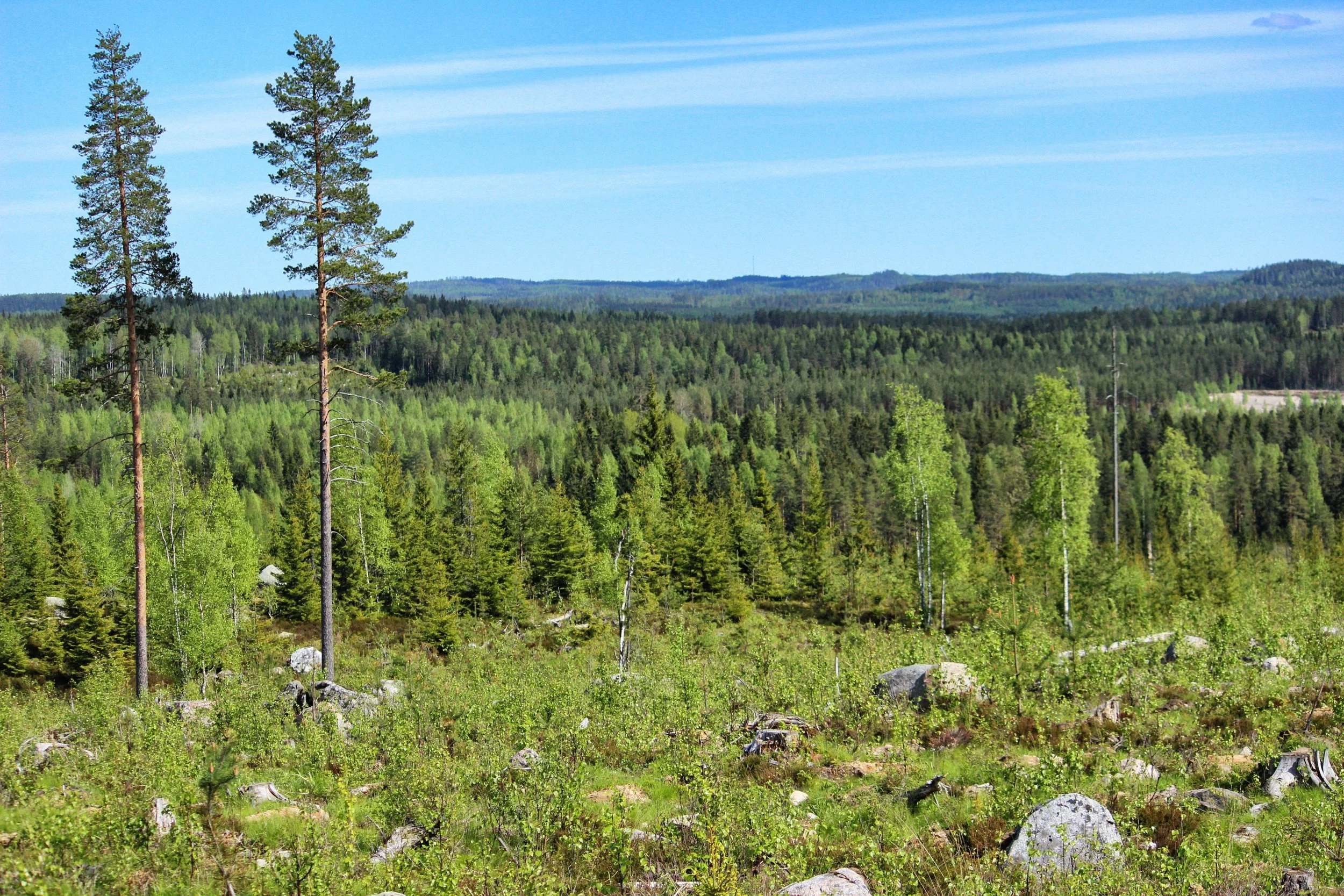 Mihin menet metsäteollisuus?
