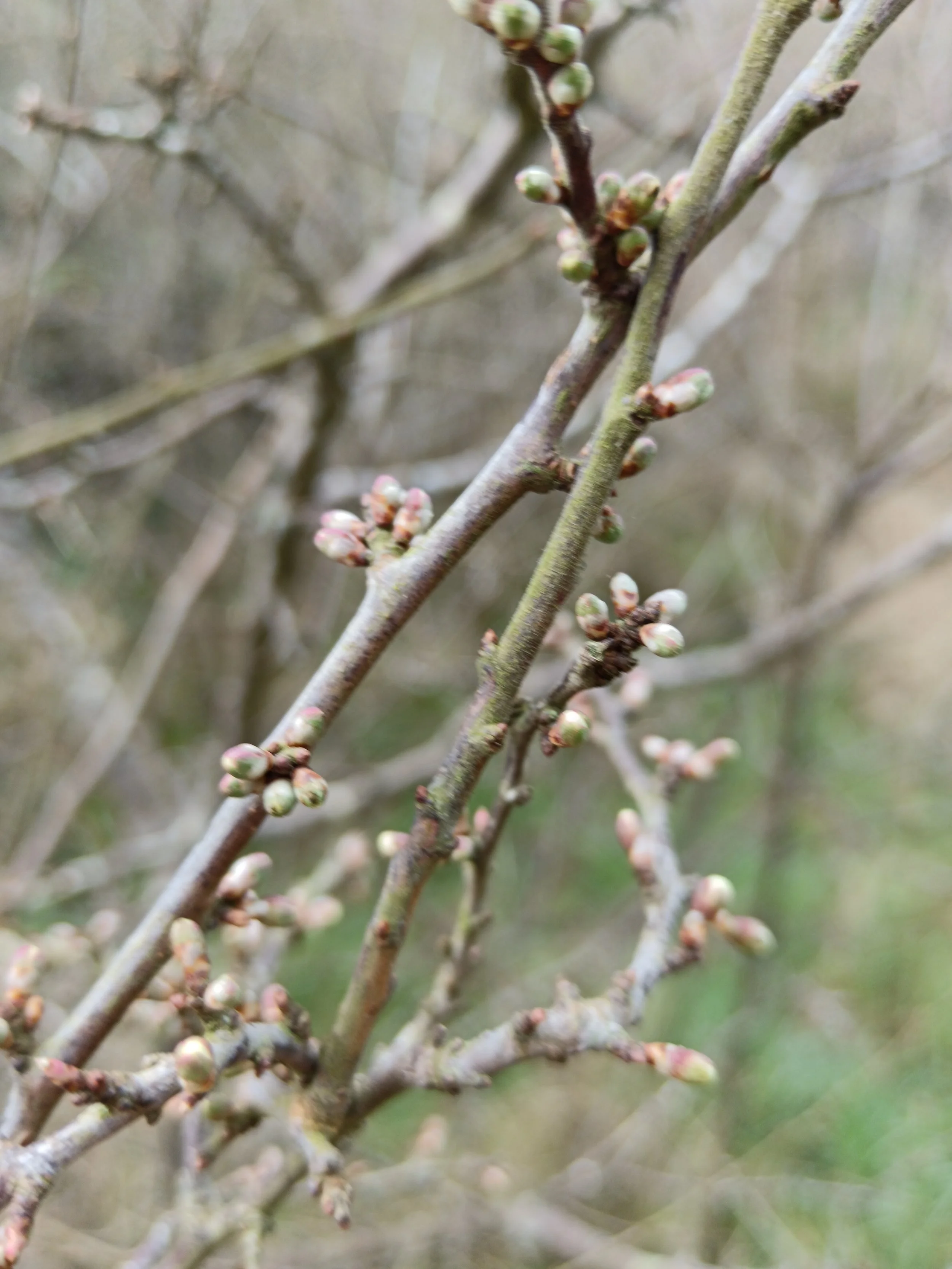 Signs of Spring