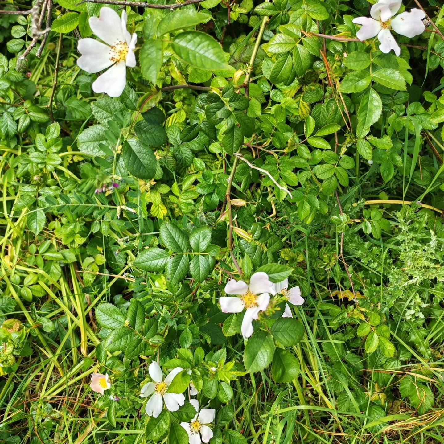 Bealtaine - Time of Blossoming