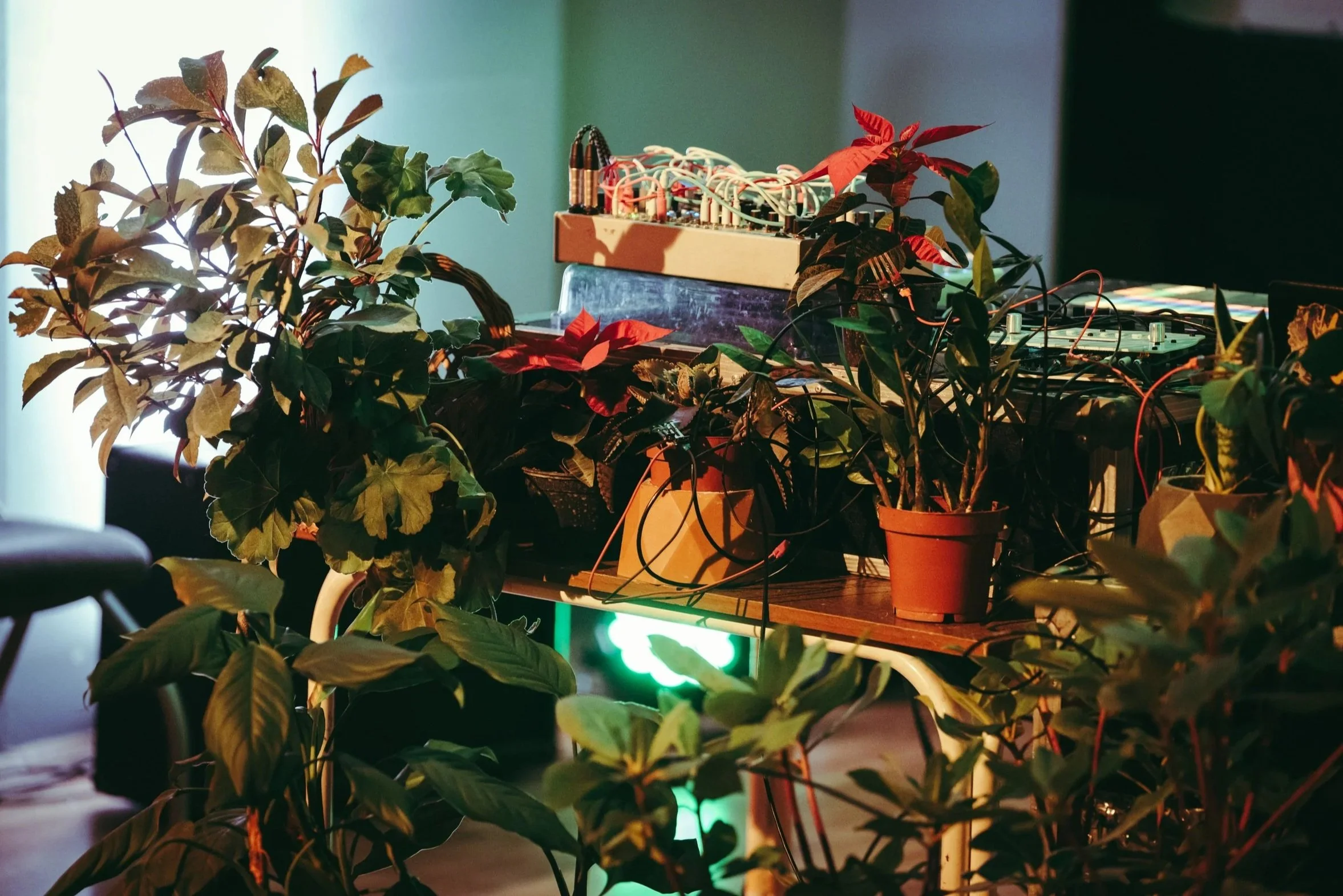 Table with multiple potted plants, electronic equipment, and wires in a dimly lit room.
