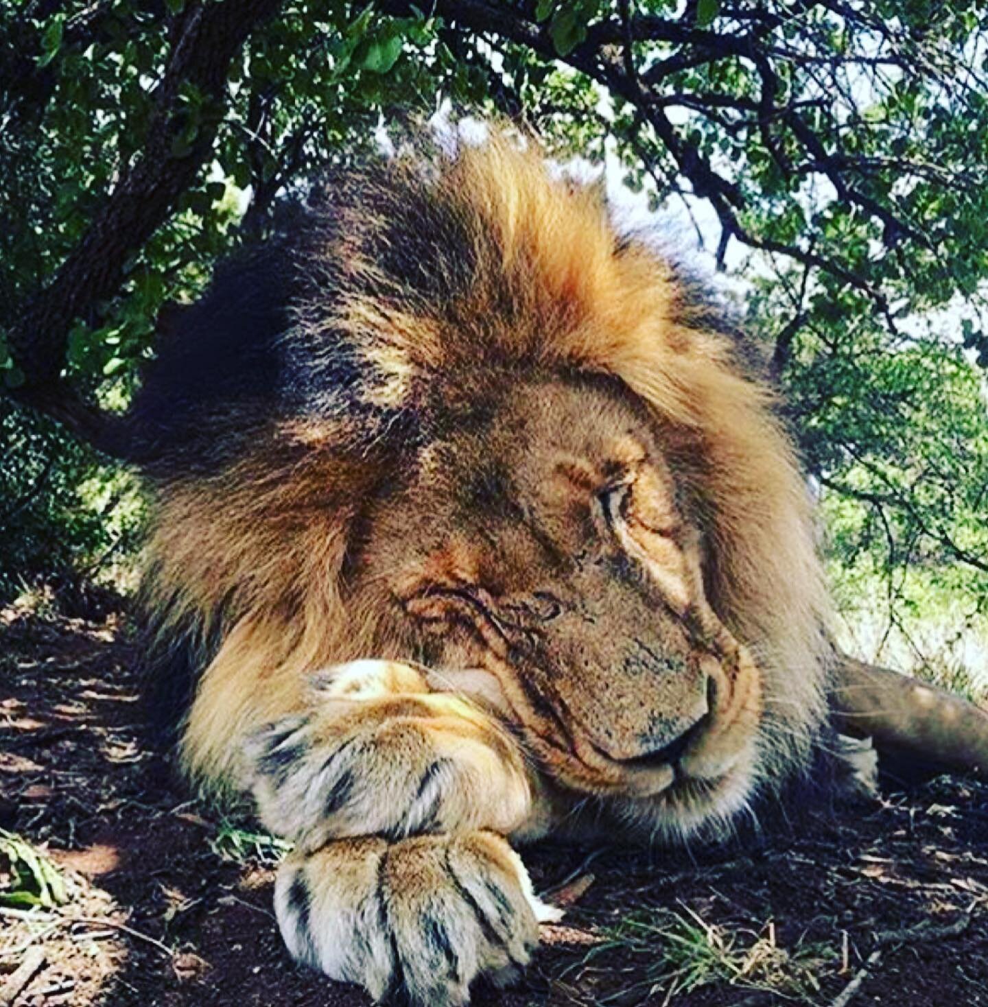 Remember playing Sleeping Lions? Wish that u could get back to a regular sleep pattern?
Come along to our FREE Webinar tomorrow 7.30pm, all welcome, where we will be exploring some practical steps we n take towards a better night&rsquo;s kip! 
Zoom I