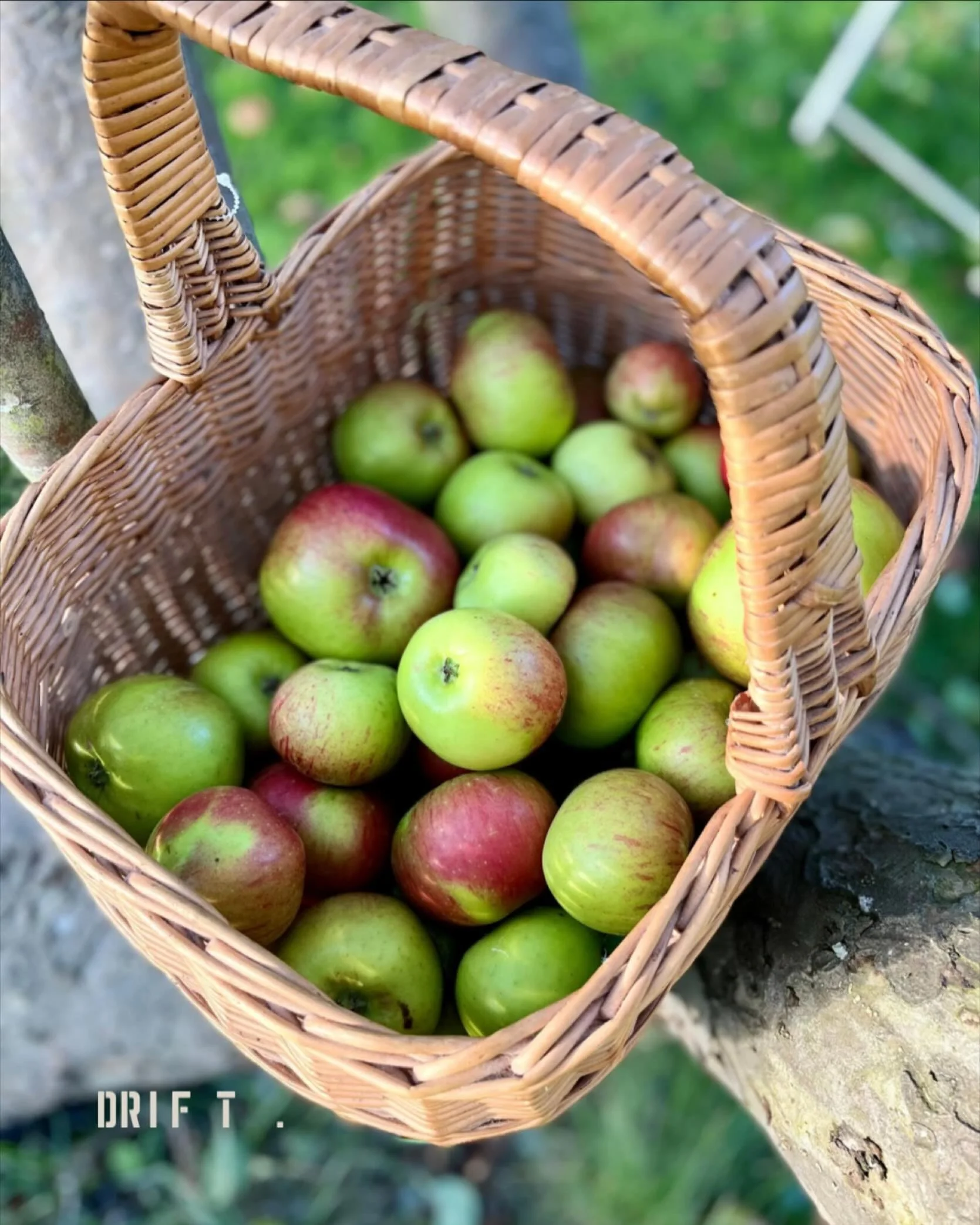 Did you know Drift has its very own orchard? 🍎 

Nestled on our farm, our apples are hand-picked and featured in a range of our autumn dishes. From sweet bakes to savoury plates, it&rsquo;s the perfect way to celebrate the season &mdash; fresh, loca