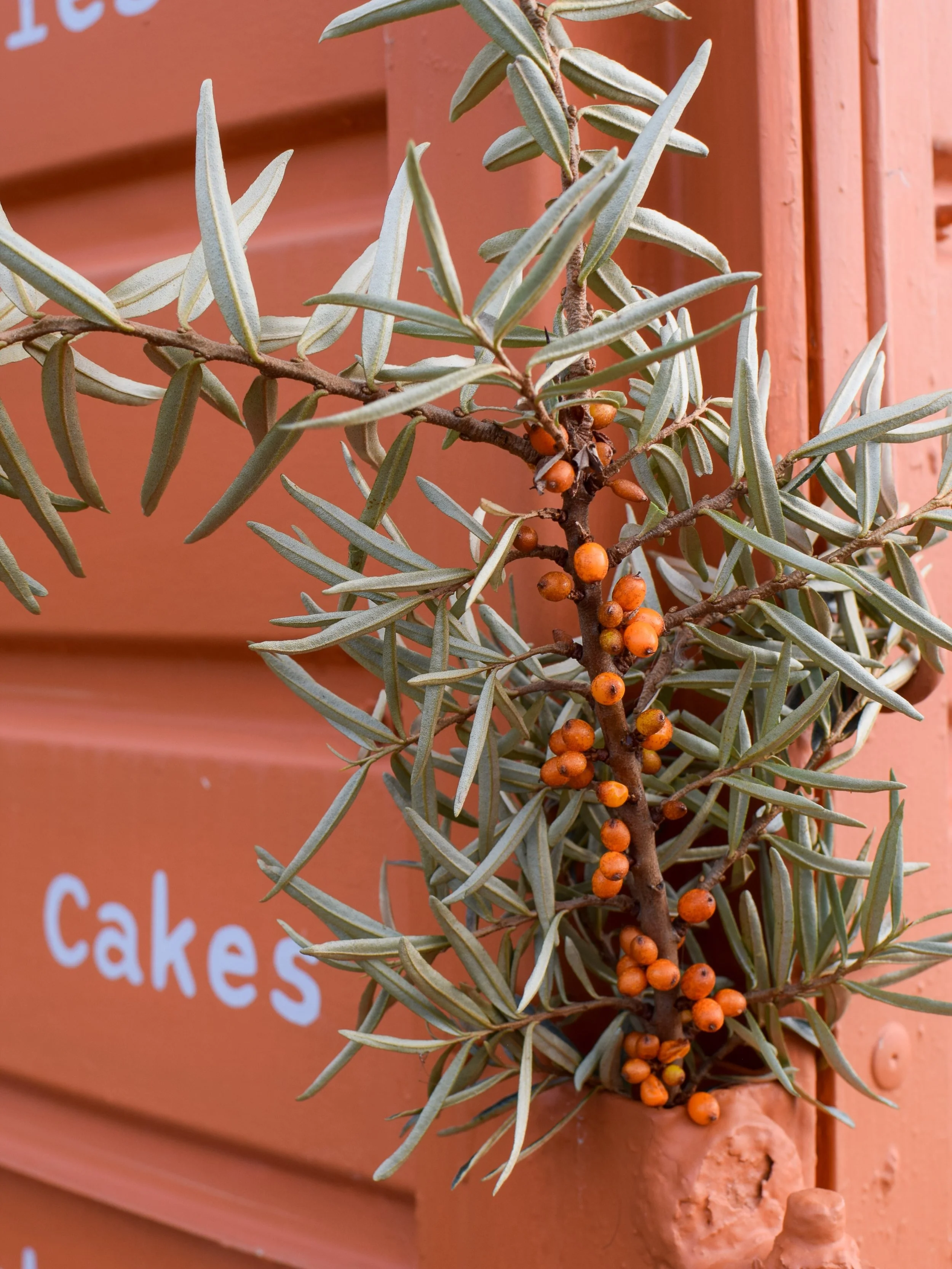 Some info on our branding at Drift&hellip;

The colour of our trailers is inspired by the vibrant orange of the sea buckthorn that grows around Drift.

It felt like a natural way to bring a little of the surrounding landscape into our branding - and,