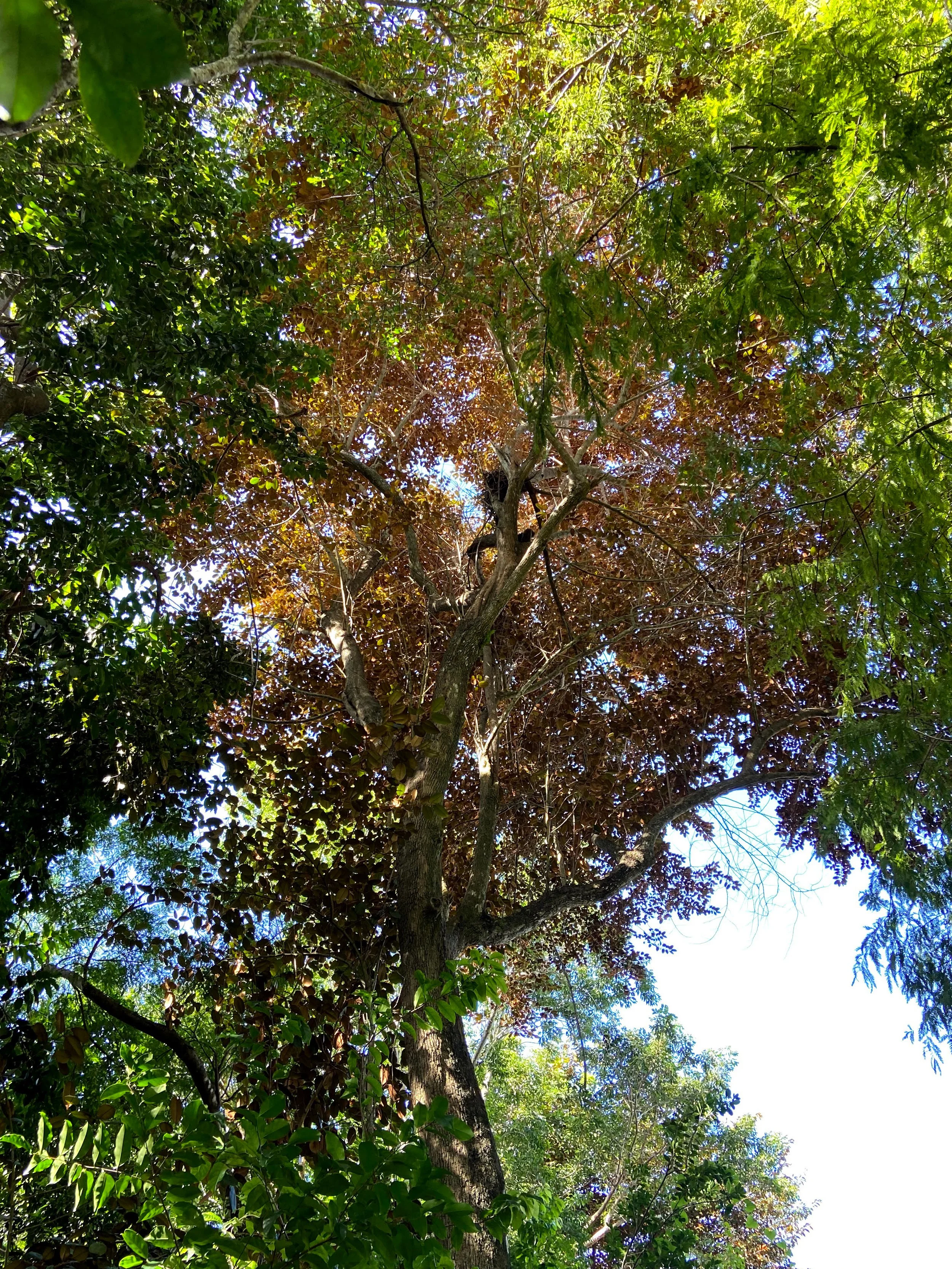 Satinleaf-04.jpg