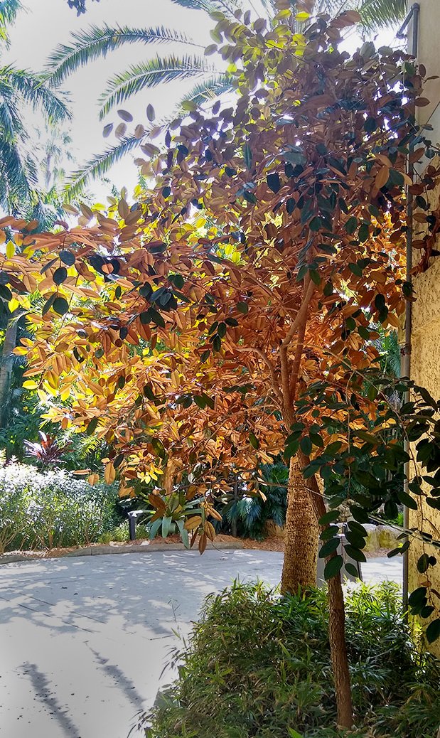 Satinleaf-02.jpg