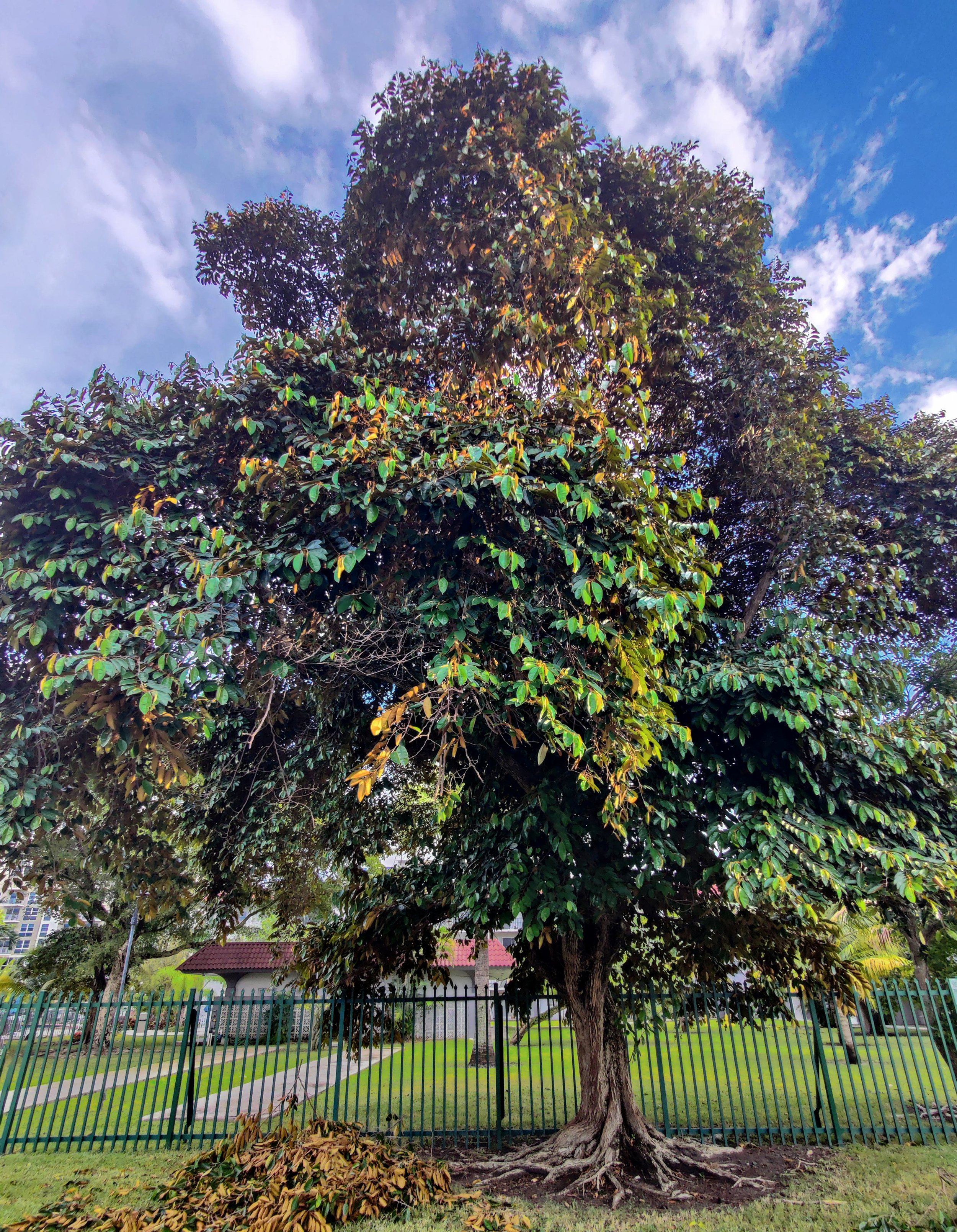 Satinleaf-1.jpg