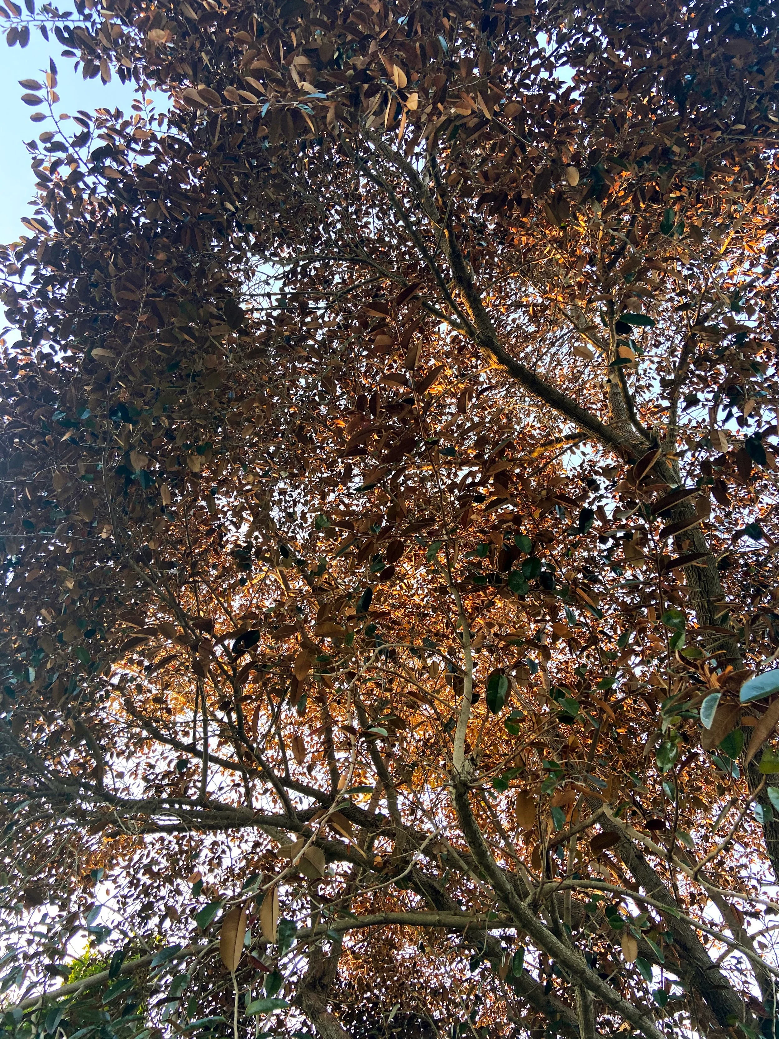 Satinleaf-03.jpg