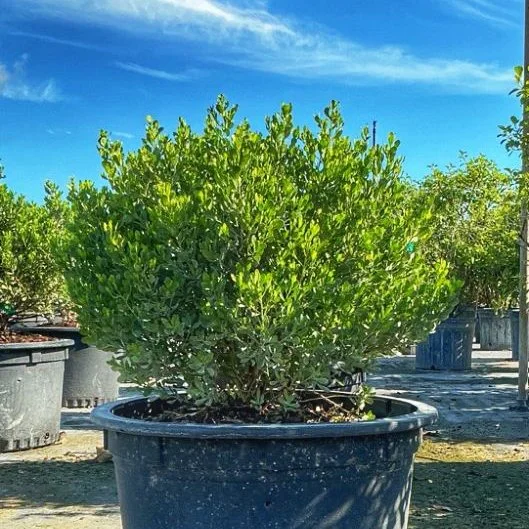 Saltbush-02.jpg