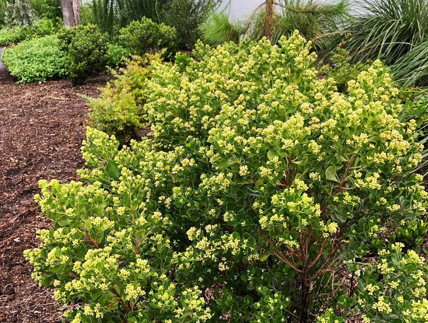 Saltbush-01.jpg