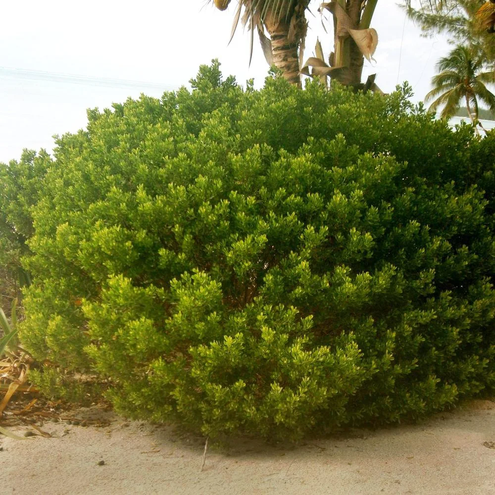 Satlbush-03.jpg