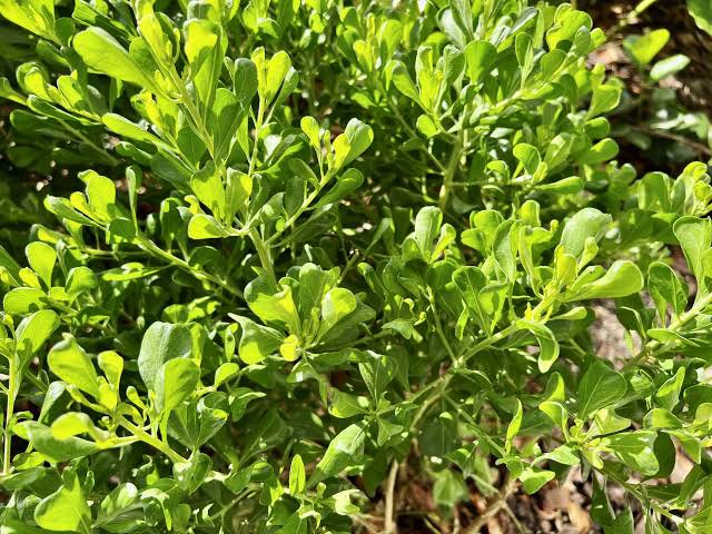 Saltbush-04.jpeg