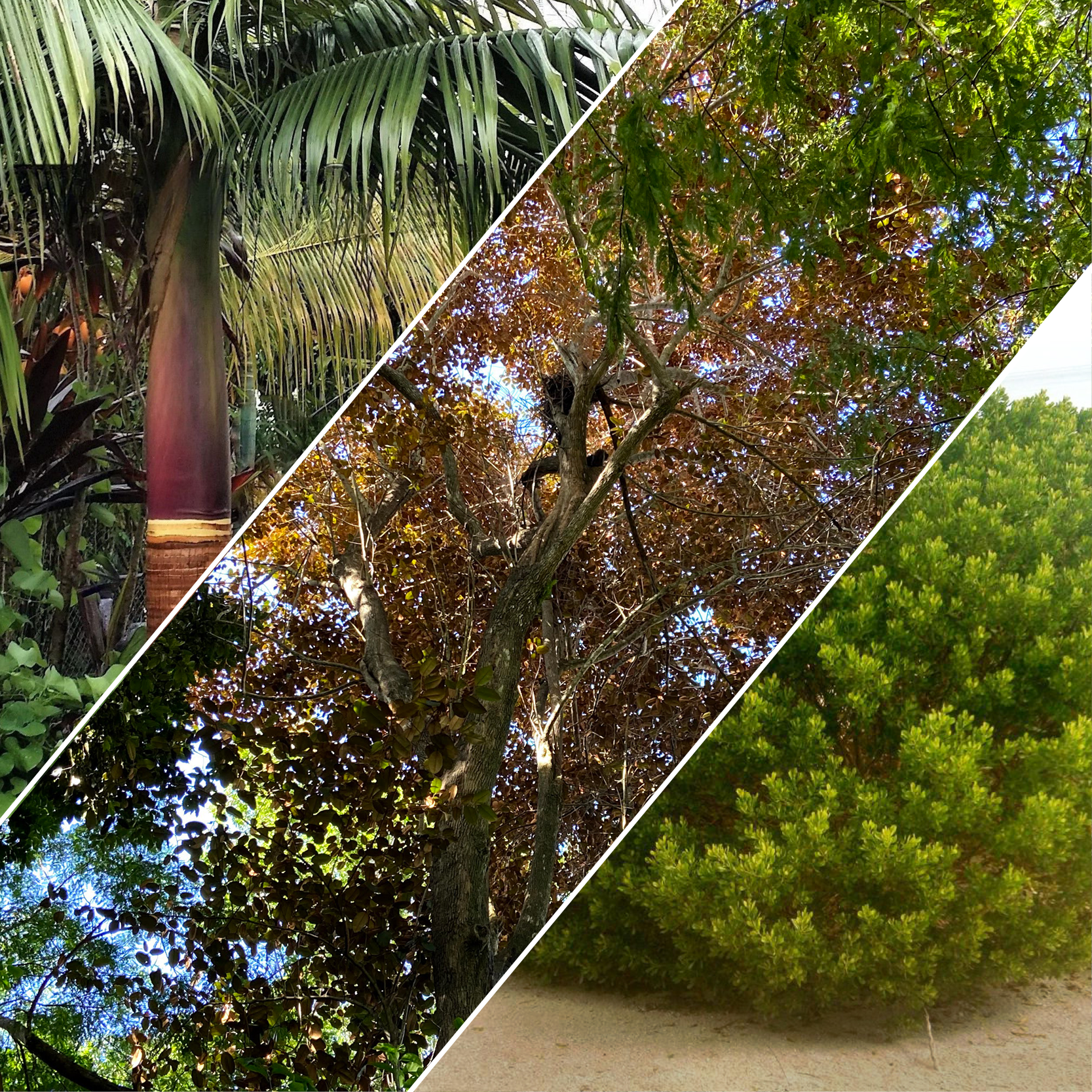 Three Great Plants