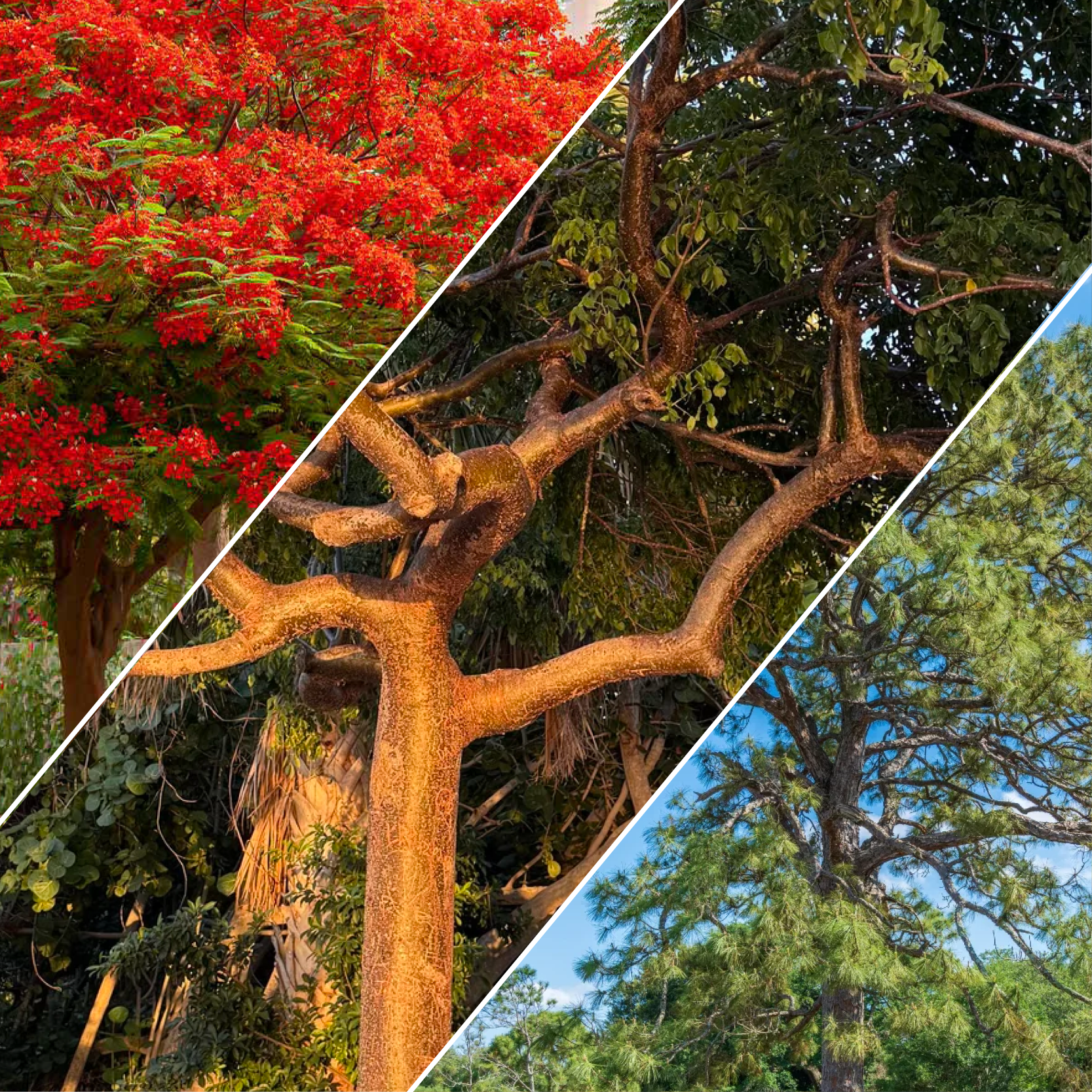 Three Fast-Growing Trees