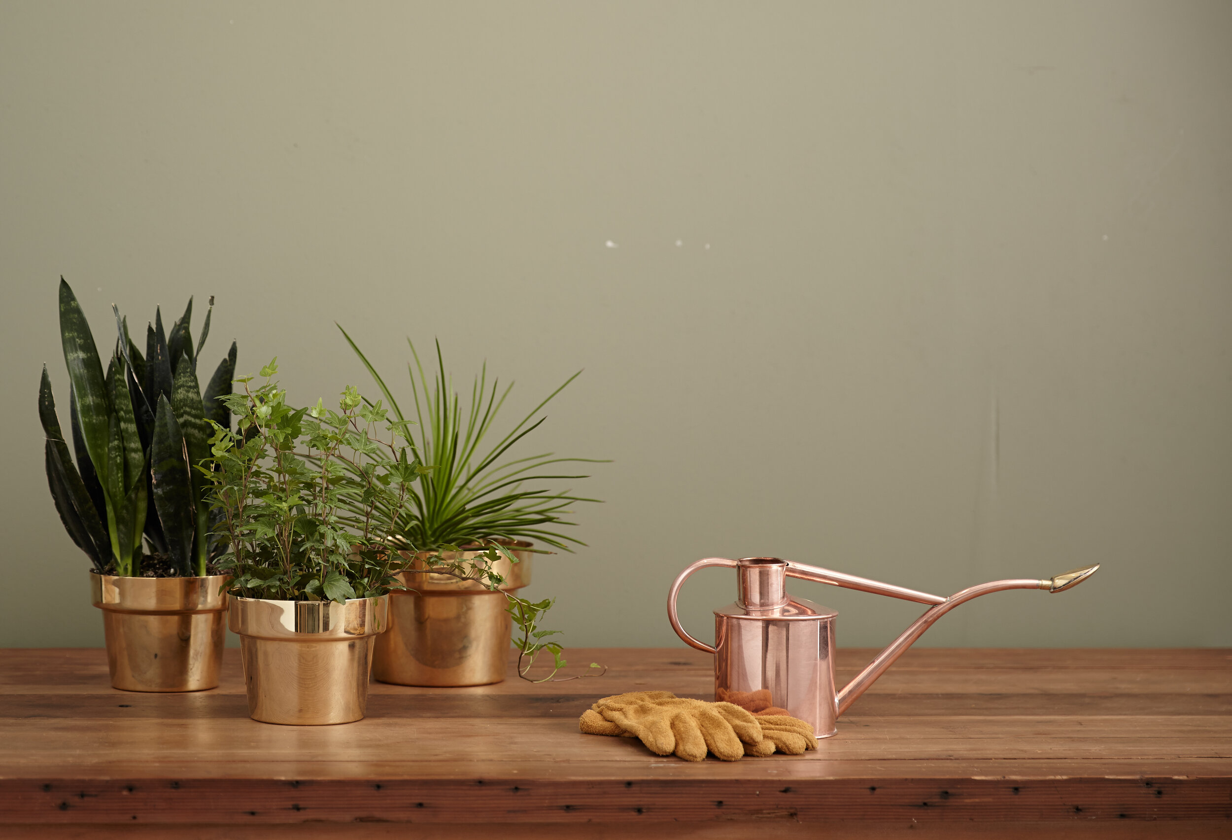 Do Plants Really Remove VOCs from Indoor Air?
