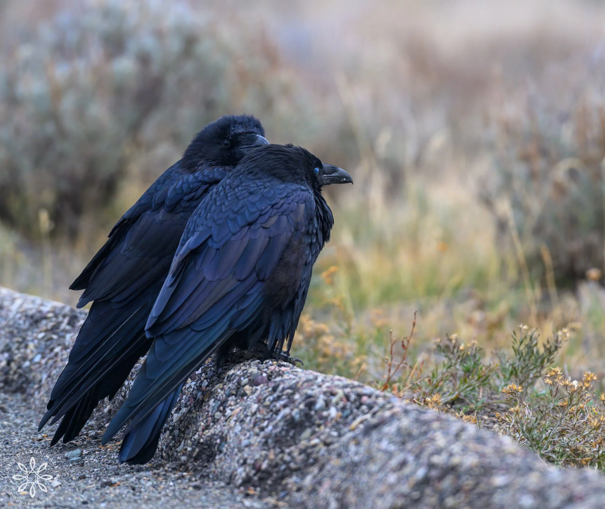 Yellowstone National Park, Ravens II