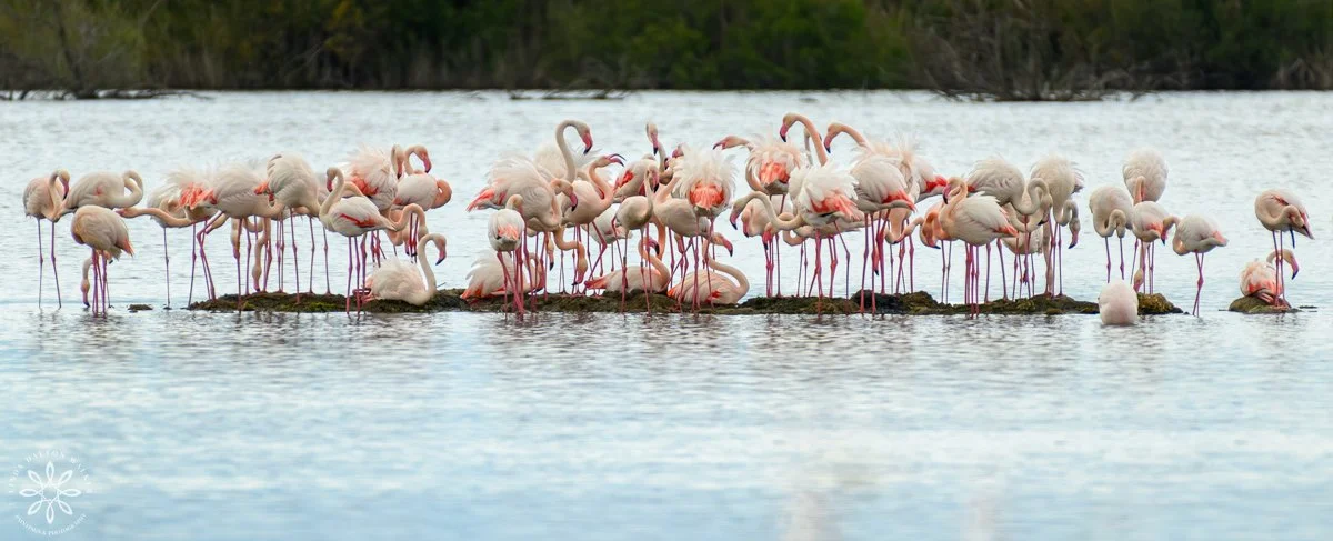 A grouping of flamingos standing on a little island in blue water, Italy