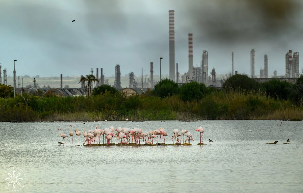 Greater Flamingos, Priolo Nature Reserve, Sicily, Shocking