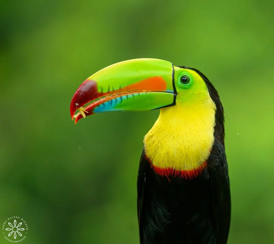 Keel-billed Toucan, (ramphastosg sulfuratus), Portrait, Costa Rica