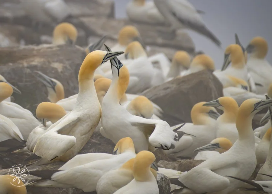 Photograph of a pair of Northern Gannets beak to beak on nesting rookery, Newfoundland