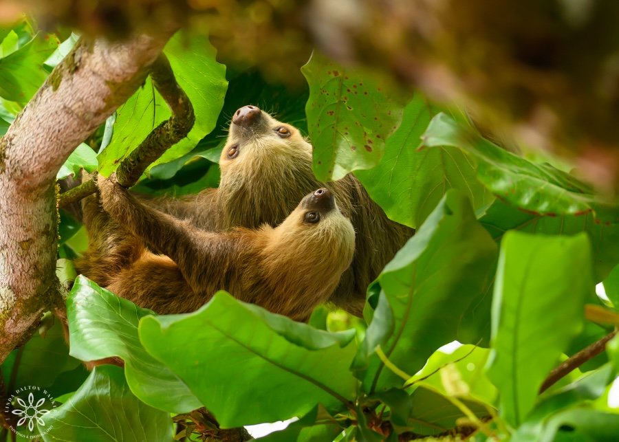 Sloth, Folivora, Mom and Baby, Costa Rica