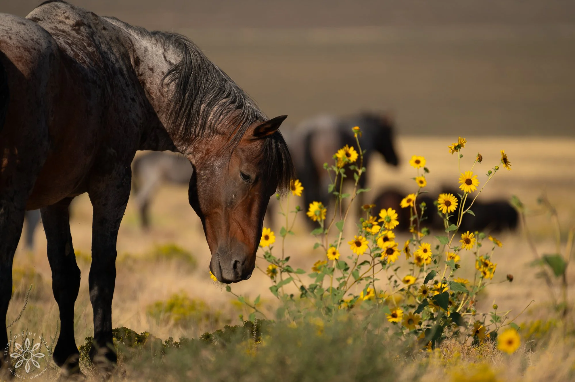 STALLION WITH SUNFLOWERS