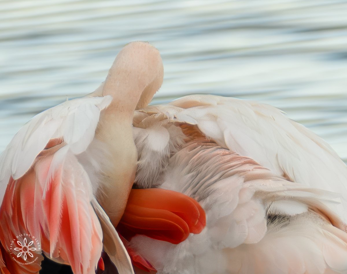 Greater flamingo resting with neck curled backwards, detail of feathers, sicily Italy