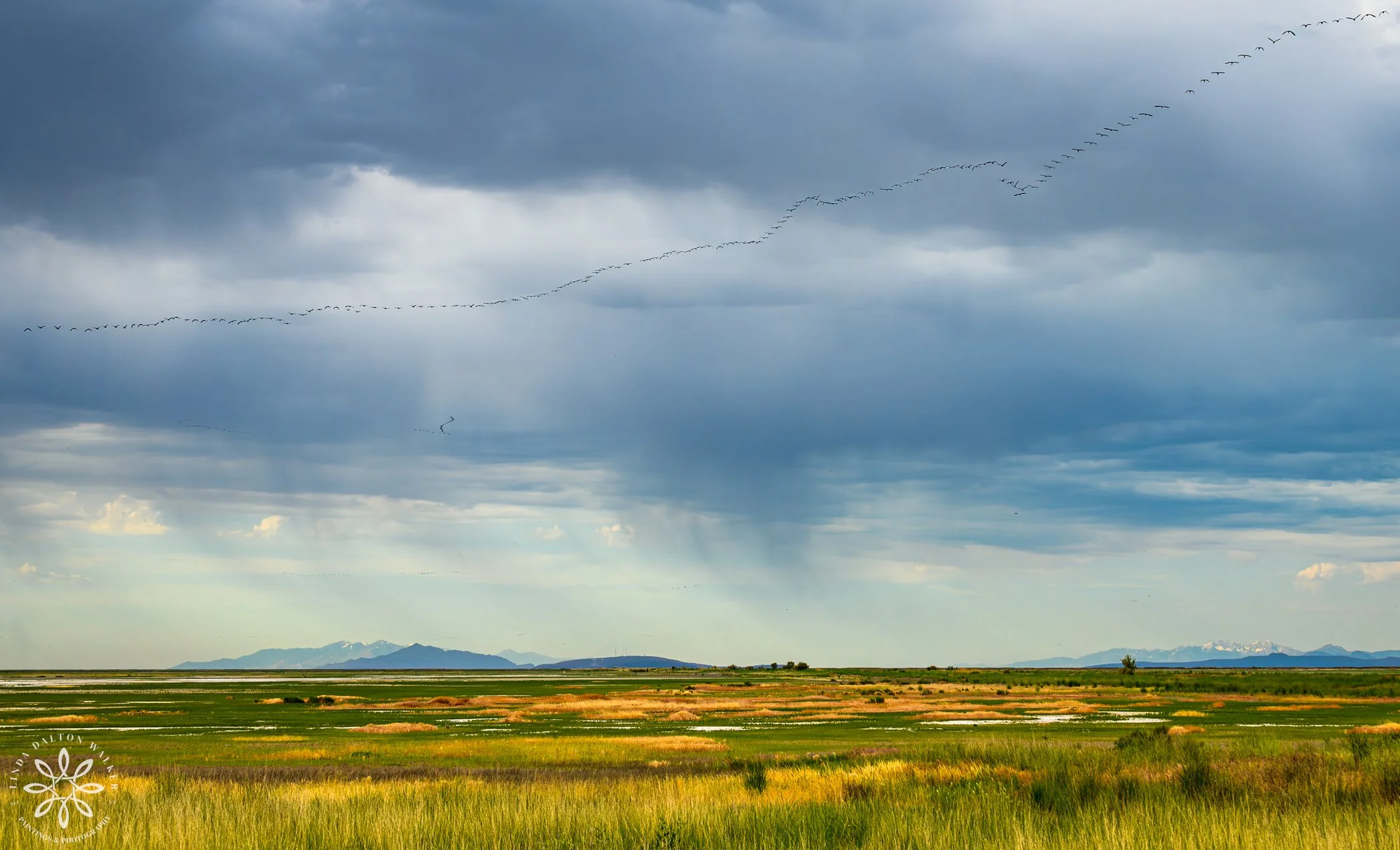 GREAT SALT LAKE BIRDS