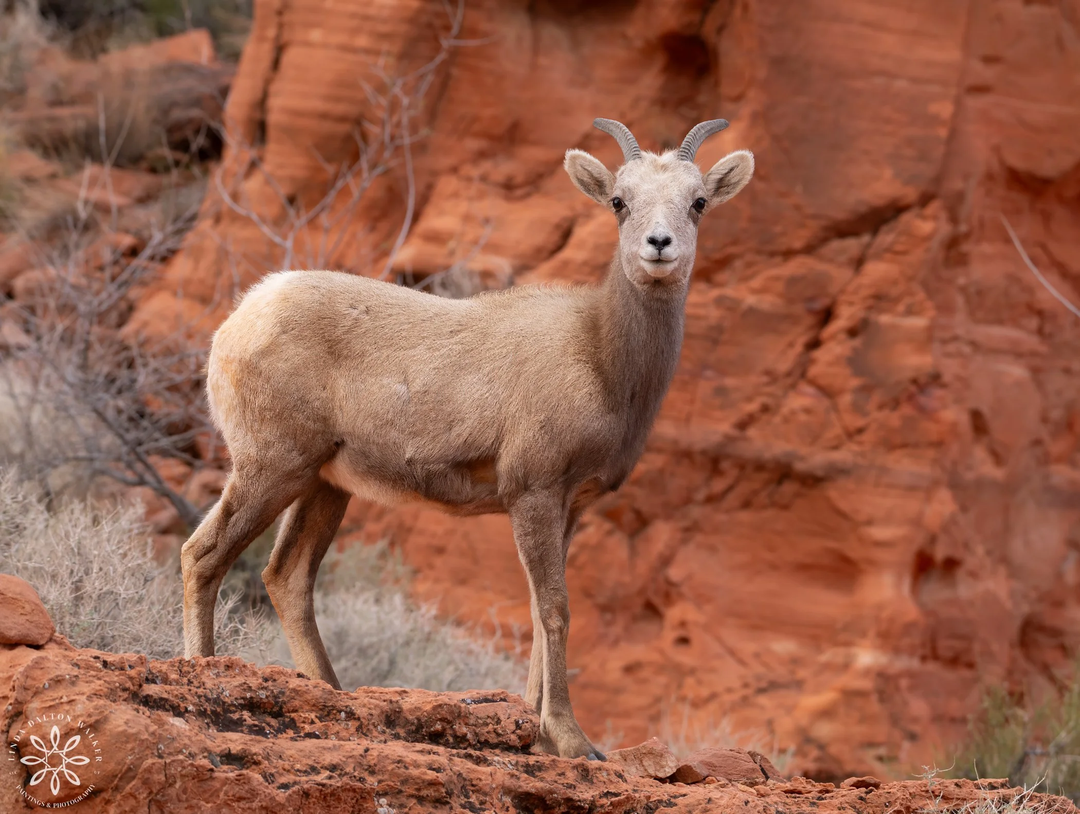Big Horn Sheep, Hi There (Copy)
