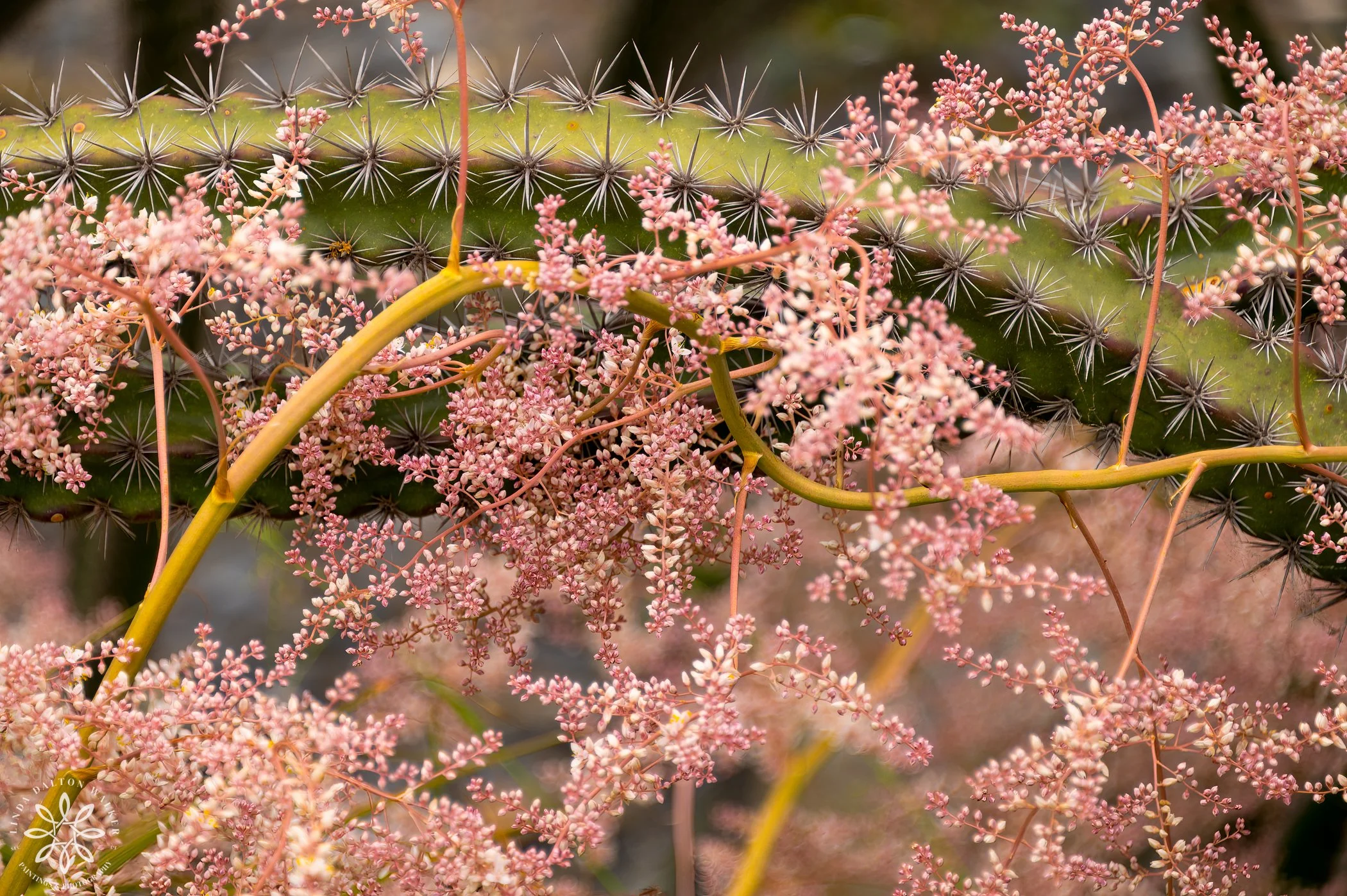 Beauty Among the Thorns (Copy)