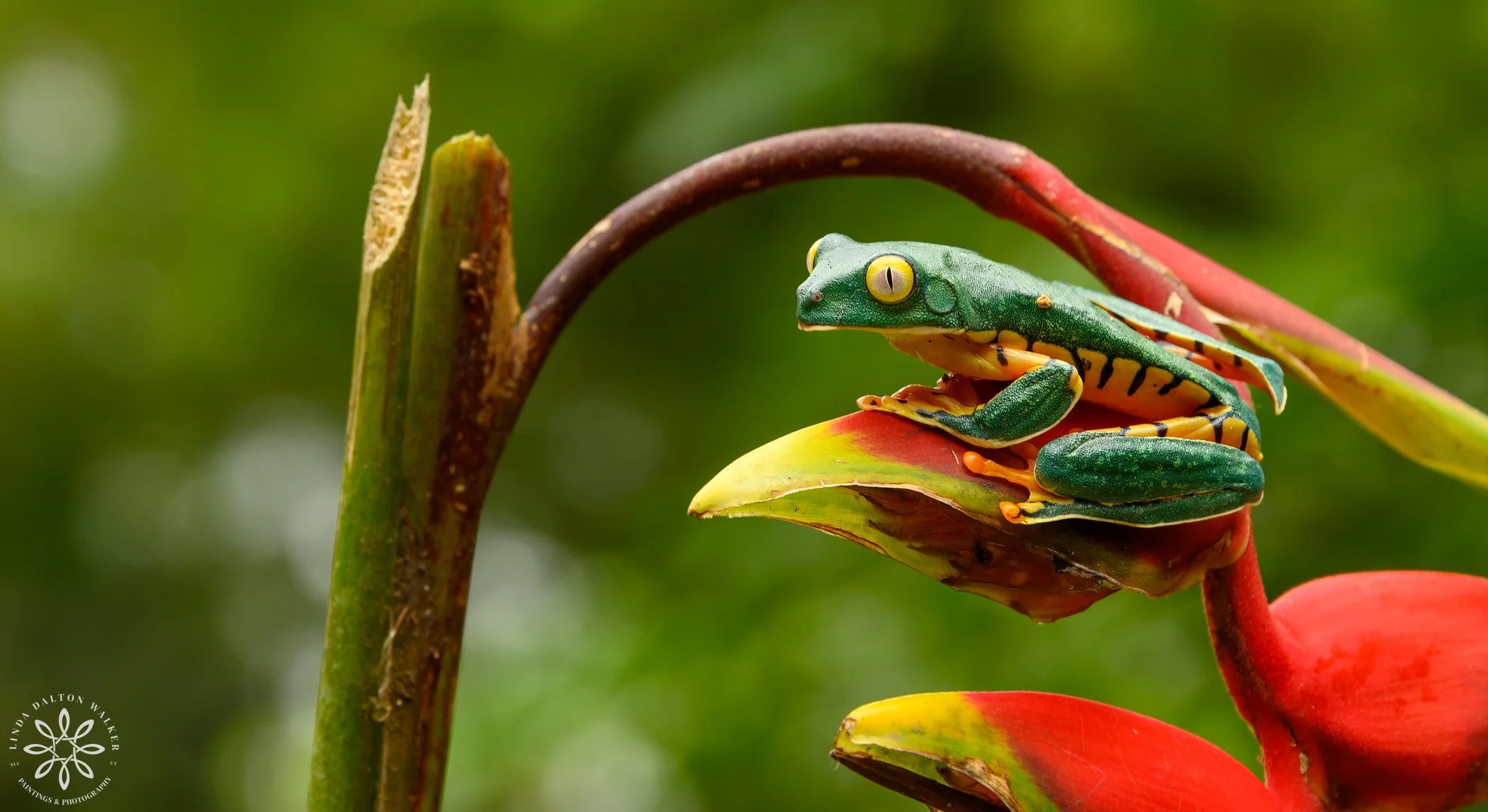 Splendid Leaf Frog - Horizontal Position, Costa Rica (Copy)