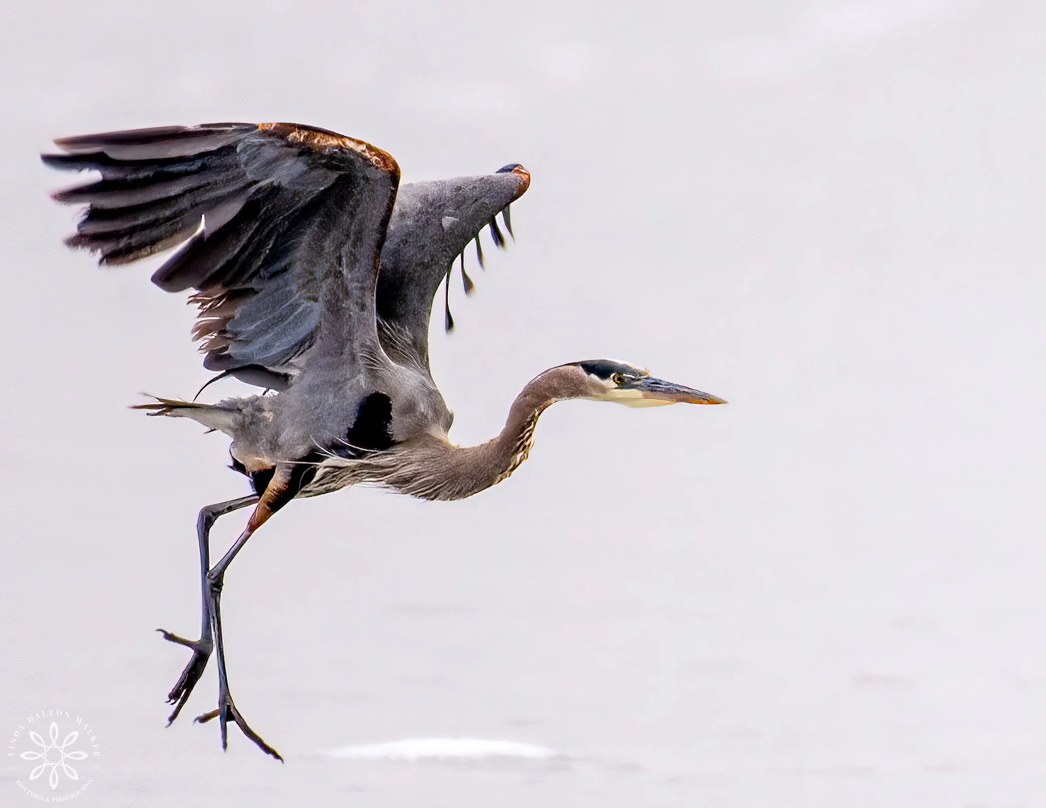 Great Blue Heron, Portrait