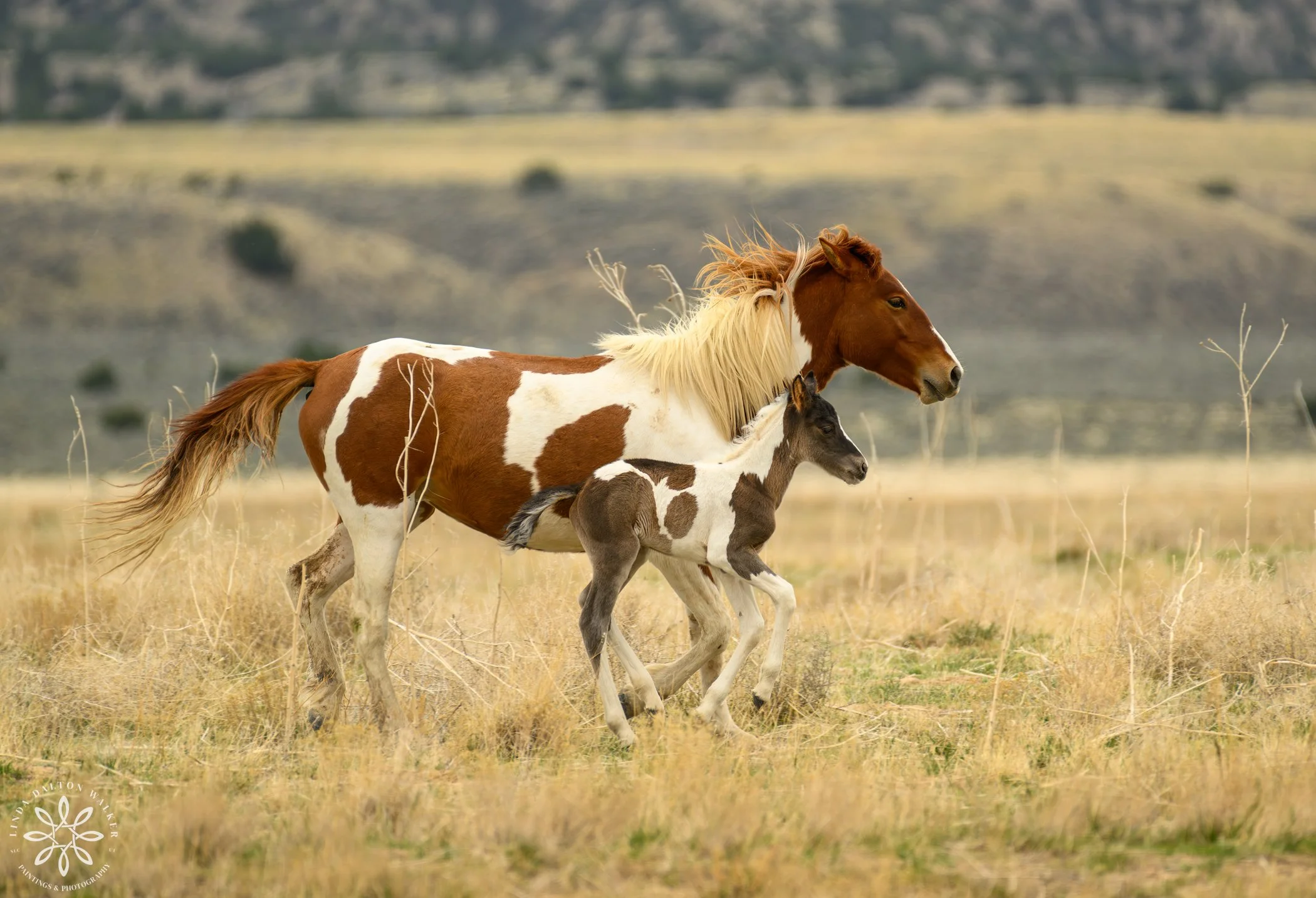 Wild Onaqui Horses, Running with Mom (Copy)