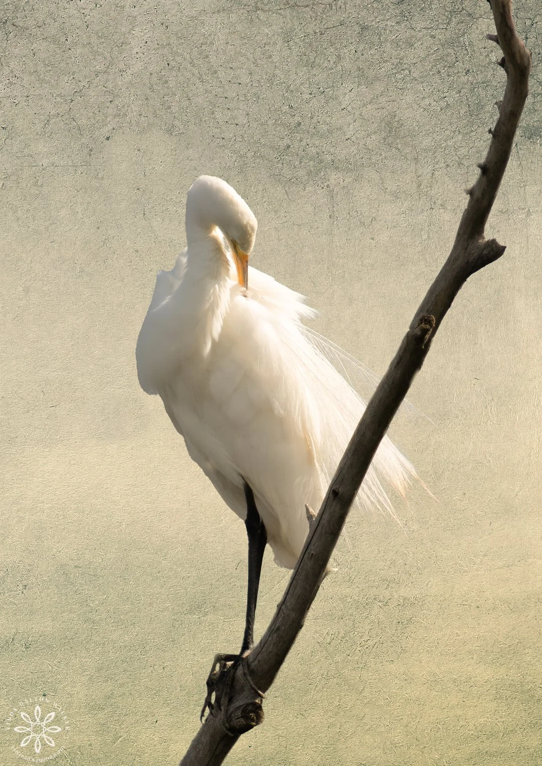 Great Egret