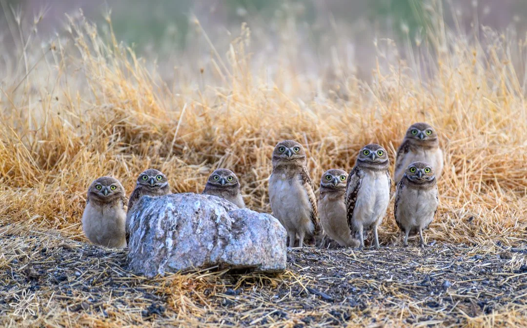 Burrowing Owl, Something Behind Me