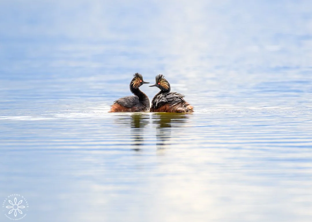 Eared Grebes, Beginning